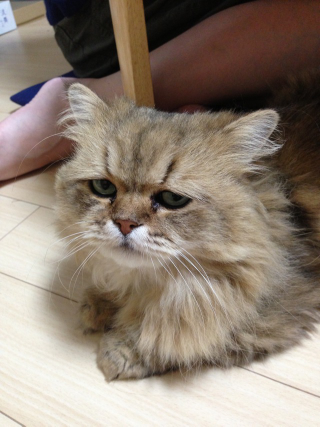 Illustration for article titled Grumpy Cat, Meet Disappointed Cat